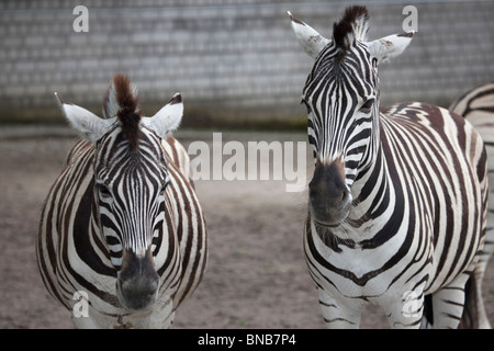 zwei Zebras im Zoo Equus Stockfoto