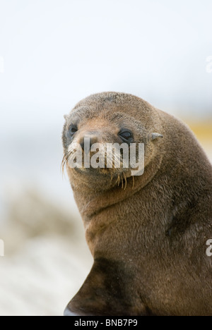 Juvenile Neuseeland Seebär Arctocephalus forsteri Stockfoto