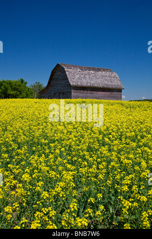 Eine alte Scheune in einem Feld von blühenden gelben Raps in der Nähe von Brüssel, Manitoba, Kanada. Stockfoto