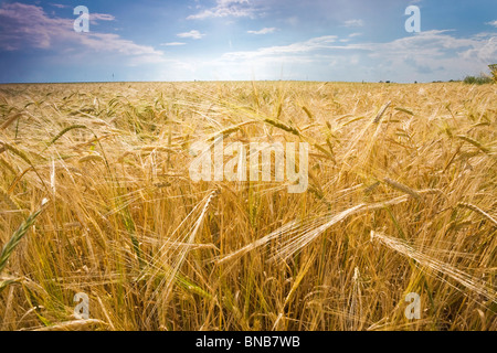 Weizenfeld im Wind unter späten Nachmittag Himmel mit Sonne Stockfoto