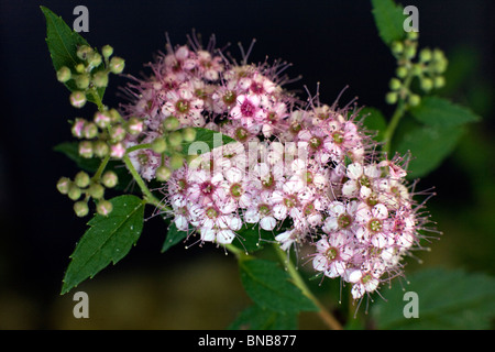 Spiraea Japonica Blumen japanische Spiraea in voller Blüte Stockfoto