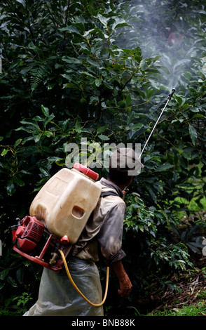 Ein Mann sprüht Fungizid über Avocado Bäume auf einer Plantage in Guatemala Stockfoto