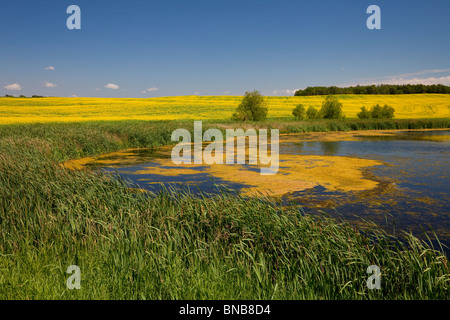 Ein kleiner Prärie Teich mit einem gelben Raps Feld in voller Blüte, in der Nähe von Brüssel, Manitoba, Kanada. Stockfoto