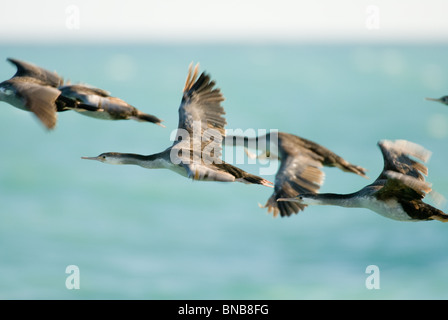 New Zealand Pied Shag Phalacrocorax varius Stockfoto