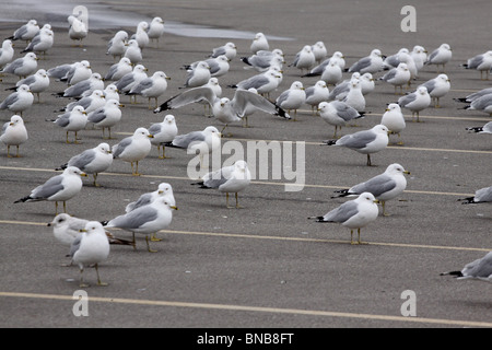 beringt, Bill Möwe Parkplatz Ohio Pest Vogel schlecht Stockfoto