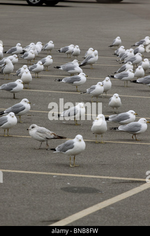 beringt, Bill Möwe Parkplatz Ohio Pest Vogel schlecht Stockfoto