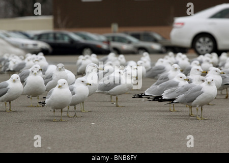 beringt, Bill Möwe Parkplatz Ohio Pest Vogel schlecht Stockfoto