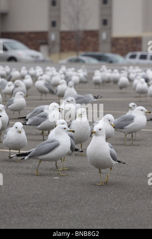 beringt, Bill Möwe Parkplatz Ohio Pest Vogel schlecht Stockfoto