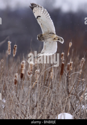 Kurze eared Eule fliegen Jagd marsh Stockfoto