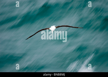 Südlichen Royal Albatros, Diomedea Epomophora, Erwachsener im Flug mit Bewegungsunschärfe, Geschwindigkeit zu zeigen. Kaikoura, Neuseeland Stockfoto