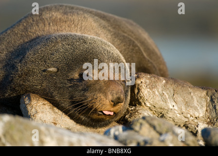 New Zealand Seebär Arctocephalus forsteri Stockfoto