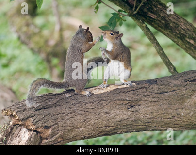 2 graue Eichhörnchen Streit auf AST Essen Oxon UK Stockfoto