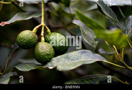 Avocado (Persea Americana) wächst an einem Baum auf einer Plantage in Guatemala Stockfoto