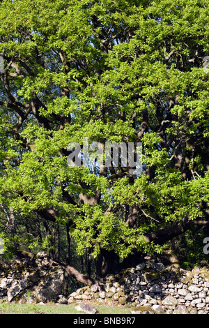 Eichen im Blatt unter Gate Crag Eskdale Frühling Cumbria England Stockfoto