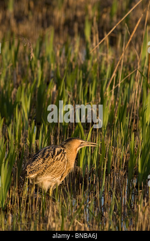 Rohrdommel (Botaurus Stellaris) Fütterung in Schilfbeetes Stockfoto