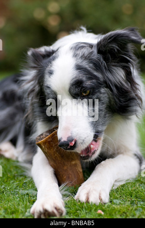 Blue Merle Border Collie mit Knochen im Garten entspannen Stockfoto