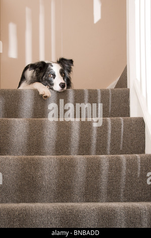Entspannter Hund auf der Treppe Stockfoto