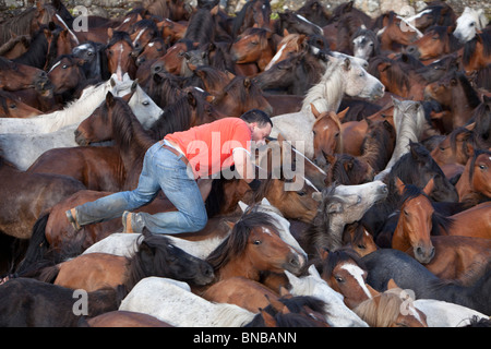 Rapa Das Bestas Pferde Galizien Spanien Tradition Kultur typische Partylöwen Sabucedo Pontevedra fair Stockfoto