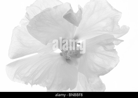 Rose von Sharon (Hibisken Syriacus 'Diana') Blüte hautnah. Wilsonville, Oregon Stockfoto