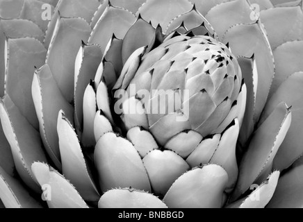 Aloe-Pflanze hautnah. Big Sur Küste, California Stockfoto