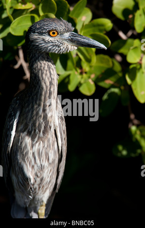 Gelb-gekrönter Nacht-Reiher (Nyctanassa Violacea Violacea), juvenile ruht auf einem Ast. Stockfoto