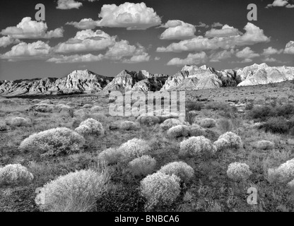 Rabbitbrush und Felsformationen im Red Rock Canyon National Conservation Area, Nevada. Himmel wurde hinzugefügt. Stockfoto