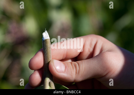 Stamm des gemeinsamen Seidenpflanze Blumen Asclepias Syriaca gebrochen stammen zeigt "Milch" aus Osten der Vereinigten Staaten Stockfoto