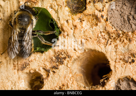 Leafcutter Biene (Megachile sp.) Stockfoto