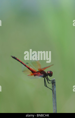 Close-up Violett Dropwing (Trithemis Annulata) auf Stiel. Stockfoto