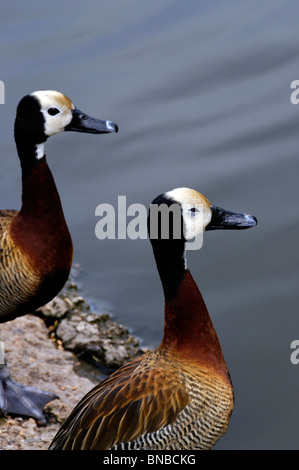 Ein paar weiße Whistling konfrontiert Enten Stockfoto