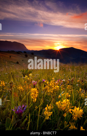 Wildblumen bei Sonnenaufgang in den Monti Sibillini Nationalpark, Umbrien Italien Stockfoto