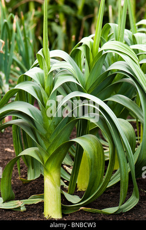 Lauch in Hampton Court Palace Flower Show, London Stockfoto