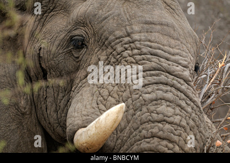 Nahaufnahme Portrait des afrikanischen Elefanten (Loxodonta Africana), Krüger Nationalpark, Südafrika Stockfoto