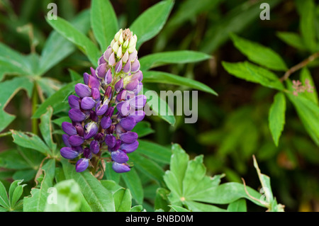 Lupin "Galerie" in Blau Blume im Sommer Stockfoto