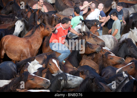 Rapa Das Bestas Pferde Galizien Spanien Tradition Kultur typische Partylöwen Sabucedo Pontevedra fair Stockfoto