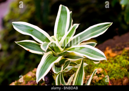 Errötende Bromelie, Neoregelia Carolinae Var Meyendorfii Albomarginata, Bromeliaceae Stockfoto