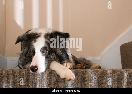 Entspannter Hund auf der Treppe Stockfoto