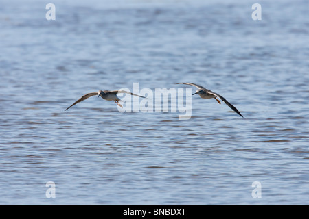 Größere Yellowlegs (Tringa Melanoleuca) im Flug. Stockfoto