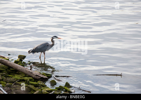 Great Blue Heron in der Duwamish River, South Park - Seattle, Washington Stockfoto