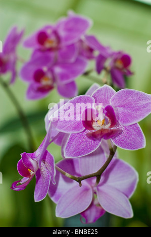 Detaillierte Nahaufnahme der rosa violetten Orchideenblüten von Phalenopsis Joyau Suzanne X Carmela's Pixie Bedford blüht in einem Garten. Stockfoto