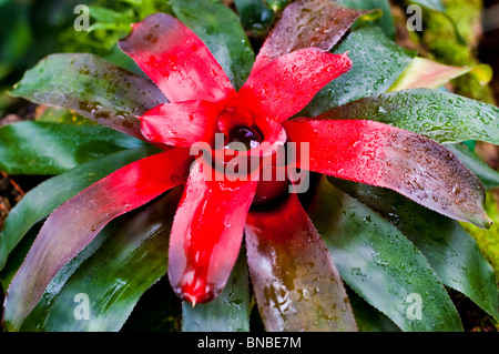 Leuchtend rot und grün Neoregelia var Luxurians Bromelie mit Wassertröpfchen, Familie der Bromeliaceae, Blick von oben auf tropisches Pflanzenwerk. Stockfoto