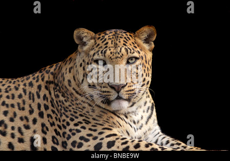 Leopard Porträtaufnahme. Foto von Neu Delhi Zoo Stockfoto