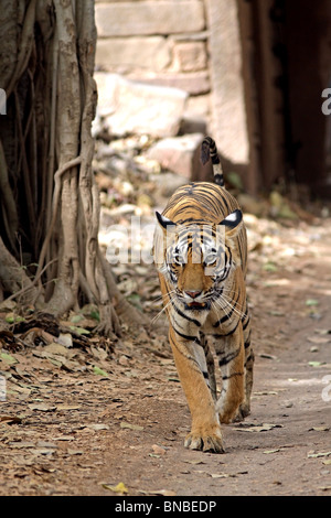 Weibliche Tiger zu Fuß in Richtung der Kameras. Schuss getroffen in Ranthambhore National Park, Indien Stockfoto