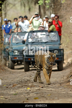 Tiger zu Fuß auf dem Feldweg vor Safari Touristenfahrzeuge in Ranthambhore National Park, Indien Stockfoto