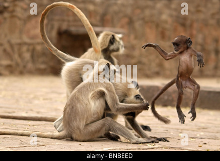 Ein grau-Languren Kind springen und zeigt seine Fähigkeiten an den Erwachsenen in Ranthambhore National Park, Indien. Stockfoto