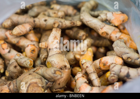 Frischen Kurkuma-Wurzel, Thailand Stockfoto