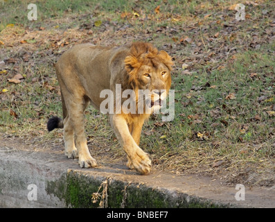 Einer asiatischen Löwen zu Fuß in seinem Gehege im Zoo New Delhi, Indien Stockfoto