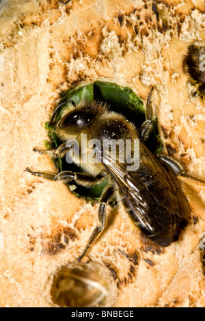 Leafcutter Biene (Megachile sp.) Stockfoto