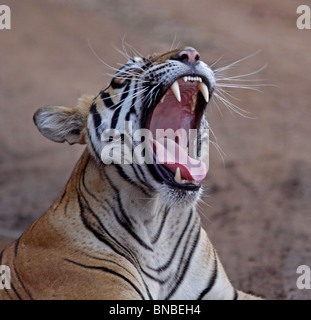 Tiger gähnt breit und zeigt seine Eckzähne in Ranthambhore National Park, Indien Stockfoto