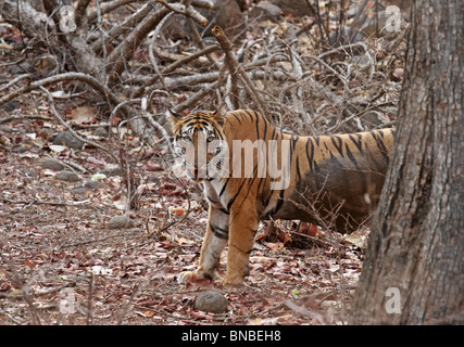 Eine schwangere weibliche Tiger Coming-out hinter einem Baum in Ranthambhore National Park, Indien Stockfoto